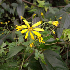 野生千里光 千里及 黄花草 黄花母九里明 九里光 眼明划 九龙光