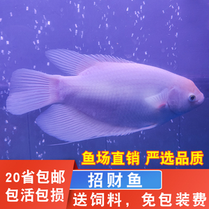 热带观赏鱼招财鱼古代战船红眼招财鱼黑眼招财鱼发财鱼大型观赏鱼