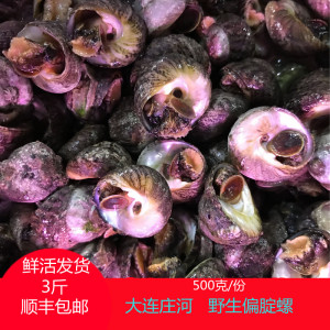 大连庄河海鲜海货野生新鲜鲜活偏腚螺香波螺盘波螺小海螺海螺鲜活