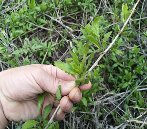 枸杞头新鲜食用