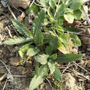 新鲜小蓟野外刺儿菜食用野菜刺菜刺角芽刺菜根七七菜农家现挖包邮