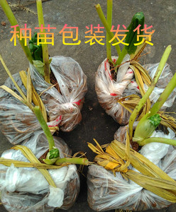 包邮 八角莲种苗 山荷叶旱八角江边一碗水八角莲种子种苗药资源