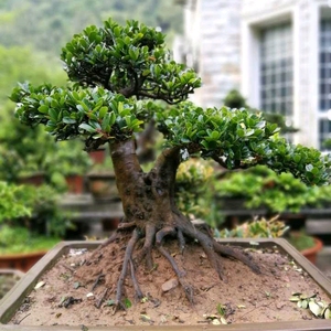 20快乐d玩具淘宝小叶三峡蚊母盆景 掌上盆景 自然成型,四季常青.