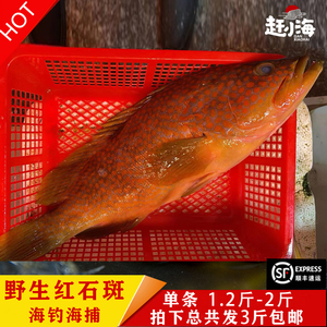 东海天然海捕海钓野生红石斑鱼高级石斑鱼红过鱼高端海鲜海鱼3斤