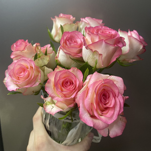 艾莎玫瑰花束鲜花云南直发爱莎鲜切花家用批水养瓶插文艺昆明基地