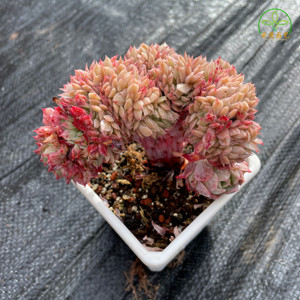 火焰杯贵货缀化肉肉虎鲸缀化春萌青松三色堇蒂亚糖果缀多肉植物