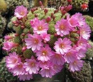 满18元包邮 绿砂宝山仙人球