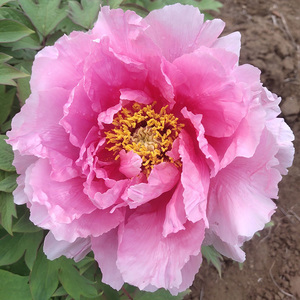 000人付款淘宝花兢菏泽洛阳正宗牡丹花苗粉色丹观赏重