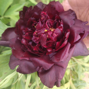 黑牡丹花苗大苗