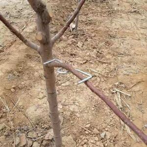000人付款淘宝果树定型拉枝器果树开角器弯枝器拨枝器拉枝梨树果树