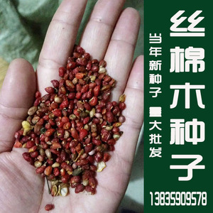 丝绵木种子 当年新采丝棉木树苗种子 丝棉木嫁接卫矛 林木种子