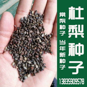 新采杜梨种子 棠梨树种子 嫁接梨树砧木 海棠梨 野梨籽 林木种子