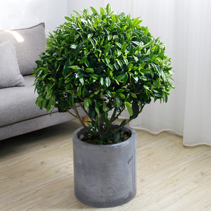 塔型非洲茉莉大型盆栽室内客厅好养绿植办公室阳台花卉球形盆景