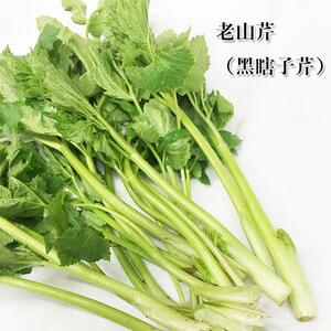 东北野生新鲜山野菜老桑芹黑瞎子芹老山芹大叶芹黑瞎芹包邮500克