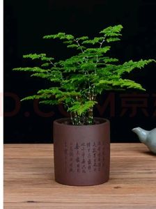 【唐山矮云竹盆景】唐山矮云竹盆景品牌,价格 阿里巴巴