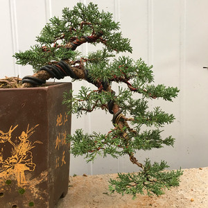 实物精品悬崖真柏盆景济州针柏盆景系鱼川真柏盆景微型盆景