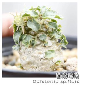 绿阳新意 白皮琉桑 Dorstenia sp.Mait 小型琉桑多肉块根植物