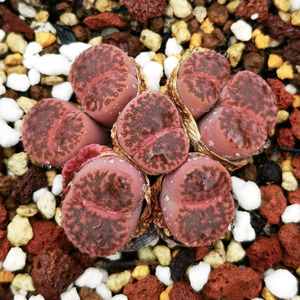 多肉植物屁屁生石花c393a紫柘榴7头群生母本 一物一拍