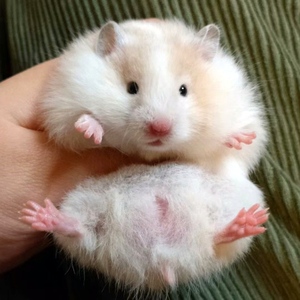 家养长毛大金丝熊疫苗活物纯银肉桂杂银玻利卷毛眼线西施熊金丝鼠