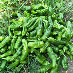 湖北农家种青椒新鲜现摘虎皮椒土辣椒薄皮微辣蔬菜尖椒螺丝椒应季