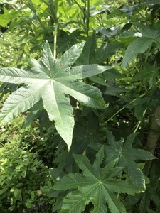 野生蓖麻叶 新鲜白蓖麻杆草麻青草药白梗蓖麻子叶子现采500克包邮