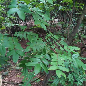 正宗野生酸杨桃树根 新鲜酸杨桃根 酸五敛子根 现挖500克 杨桃根