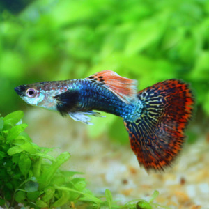 美丽孔雀鱼龙鳞七彩蕾丝小型热带观赏鱼一对繁殖快递包活死亡包损