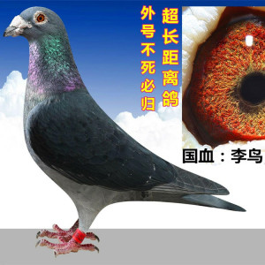 国血李鸟信鸽/吴淞/杨阿腾血统鸽长距离超远程赛鸽公棚成绩鸽后代