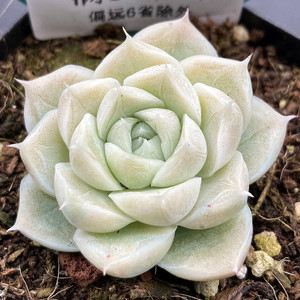 白女王 多肉植物 白体女王玫瑰 暗纹 一物一拍 5m220 满58发货