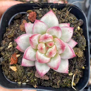 【卡罗拉杂多肉】卡罗拉杂多肉品牌,价格 - 阿里巴巴