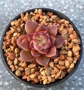 血海螺 多肉植物 杂交新品8g100-119直播链接 满58元发货