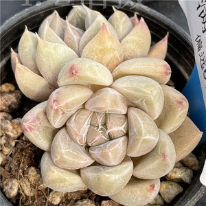 星谷 多肉植物 一物一拍 杂交新品 有暗纹 10c140 满58元发货