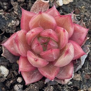 海螺姑娘 多肉植物 一物一拍 杂交暗纹长睫毛 可带土发货 吸甲醛