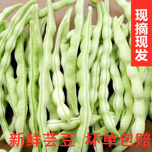 山东五莲特产新鲜芸豆当季时令蔬菜豆角扁豆四季豆农家自种4斤包