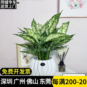 绿翡翠花叶万年青盆栽室内观叶四季常青好养桌面小绿植