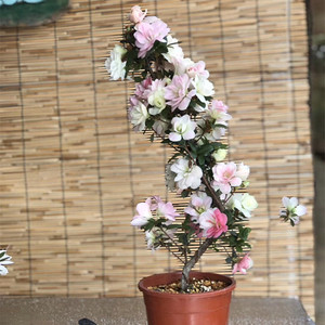 日本皋月杜鹃鹃之舞一棵多色重瓣原苗嫁接夏鹃