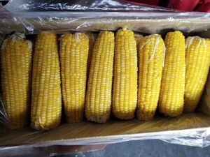 40个玉米棒冷冻新鲜黄玉米整箱28斤速冻冰鲜玉米棒甜糯广东包邮批