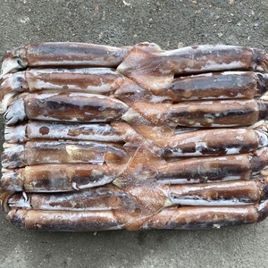 新鲜冷冻铁板鱿鱼整个鱿鱼整只冻货海鲜鱿鱼冰鲜鱿鱼船冻广东包邮