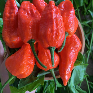 魔鬼辣椒250g包邮 云南涮涮辣椒 特辣变态象鼻涮涮辣现摘空运4人付款