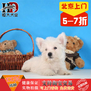 北京出售纯种西高地幼犬西高地白梗活体宠物狗健康茶杯泰迪博美