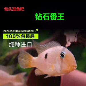 钻石番王3cm-4cm,孔雀翎关刀4cm-5cm,红头力关刀活体鱼