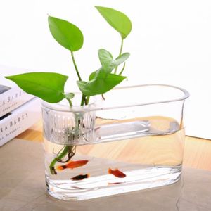 孔雀鱼专用鱼缸简约桌面透明玻璃水培椭圆形花盆水养植物容器创意