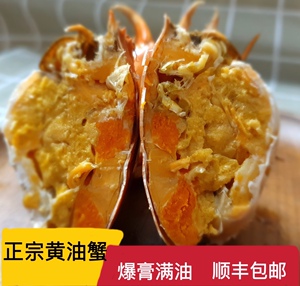 台山黄油蟹,特价半油半膏油蟹性价比超高青蟹螃蟹鲜活海鲜水产