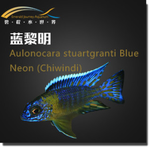 蓝黎明 三湖慈鲷 f1 马鲷 孔雀 三湖鱼 热带鱼 观赏鱼 活体鱼