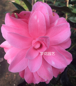 斑砂金茶花名贵品种 室内外绿植花卉盆栽