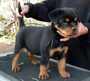 四眼狗幼犬活物铁包金黑狗罗威纳土狗串串狗活血狗中华田园犬幼犬