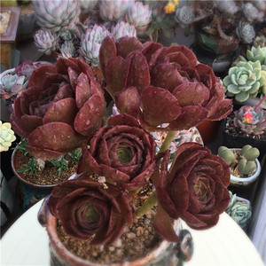 万圣节法师红心法师莲花掌属 多肉植物美观一物一拍紫羊绒缀化