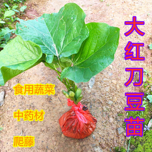 大红刀豆苗剁辣椒酱腌制泡菜原料绿色食用刀巴豆广西特产农家爬藤