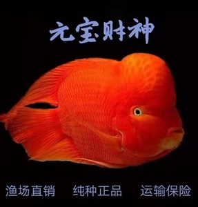 中大型热带观赏元宝财神鱼招财鱼元宝鹦鹉元宝财神龙鱼配鱼包邮