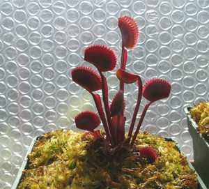 红色食人鱼捕蝇草(dionaea red piranha)食虫植物桌面小盆栽